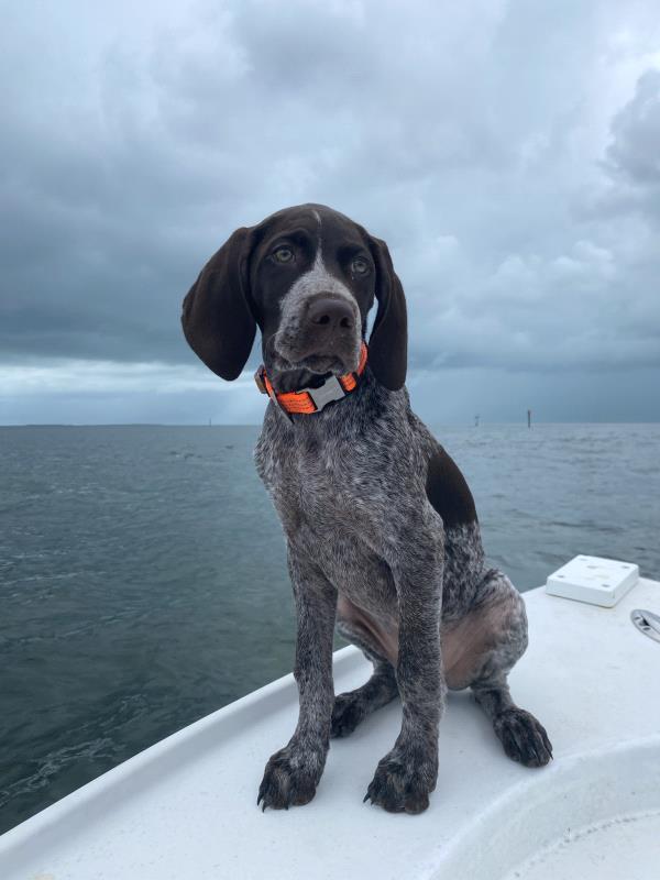 /images/uploads/southeast german shorthaired pointer rescue/segspcalendarcontest2021/entries/21890thumb.jpg